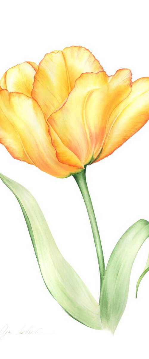 Yellow Tulip by Olga Koelsch