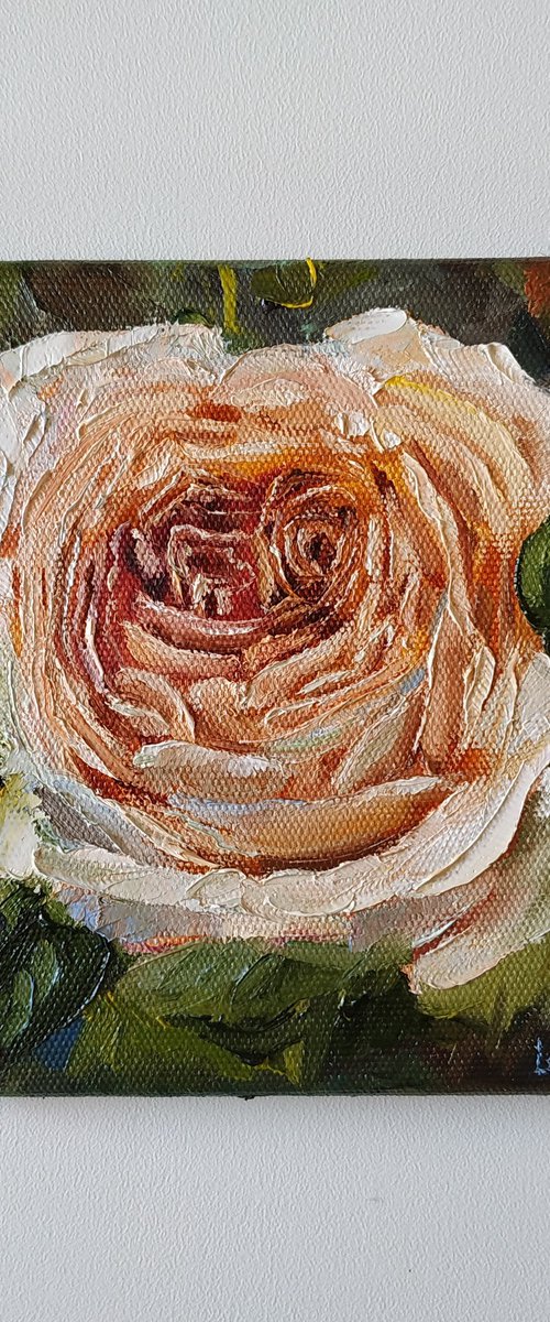Cream rose original oil painting mini still life 6x6'' by Leyla Demir
