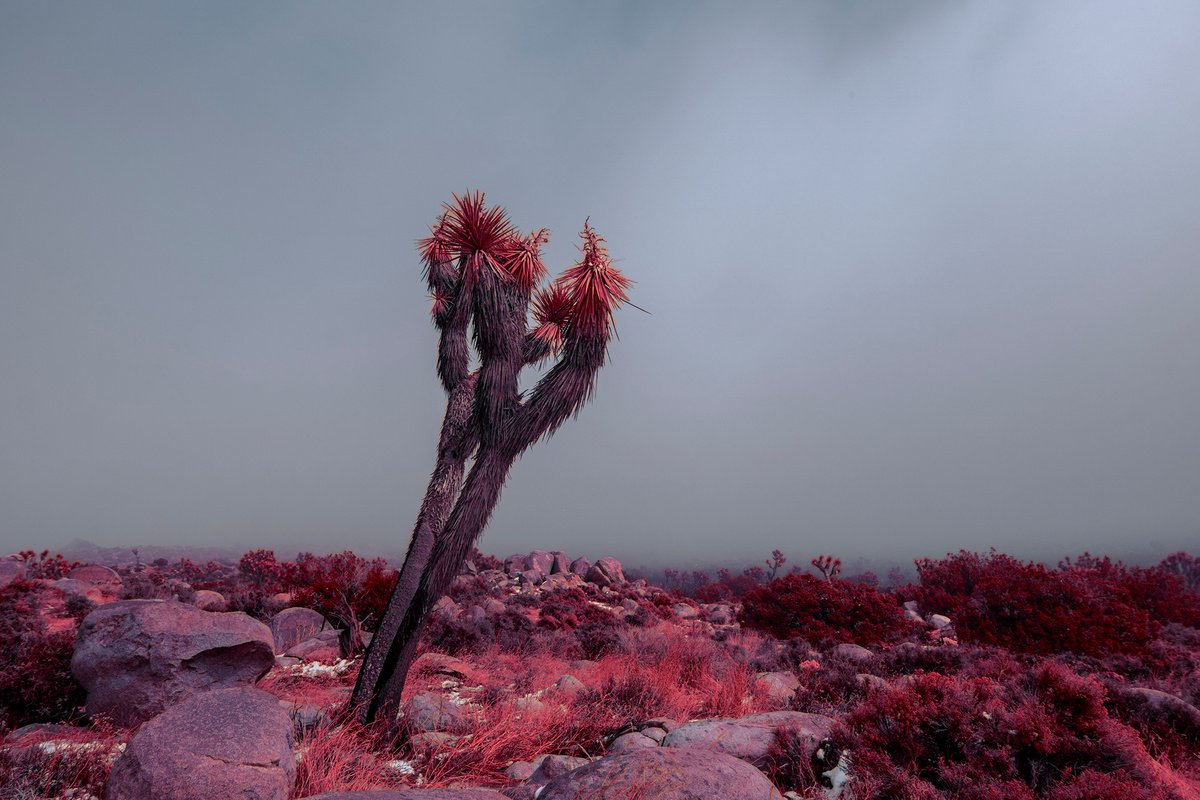 Red Joshua Tree in Fog I by Mark Hannah