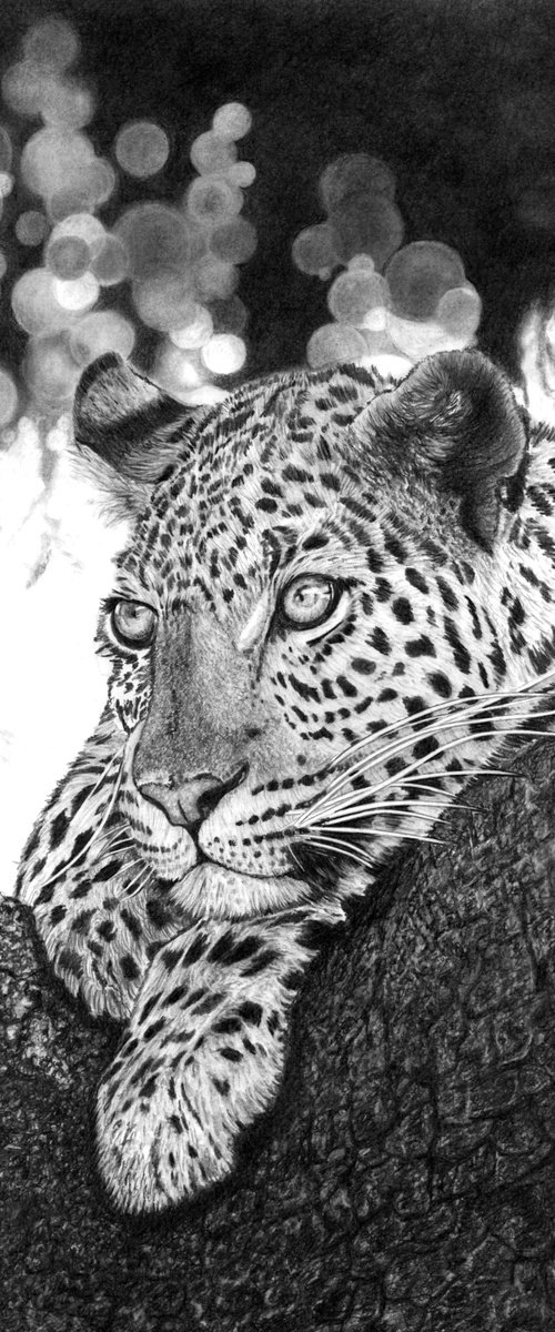Resting Leopard 2022 by Paul Stowe