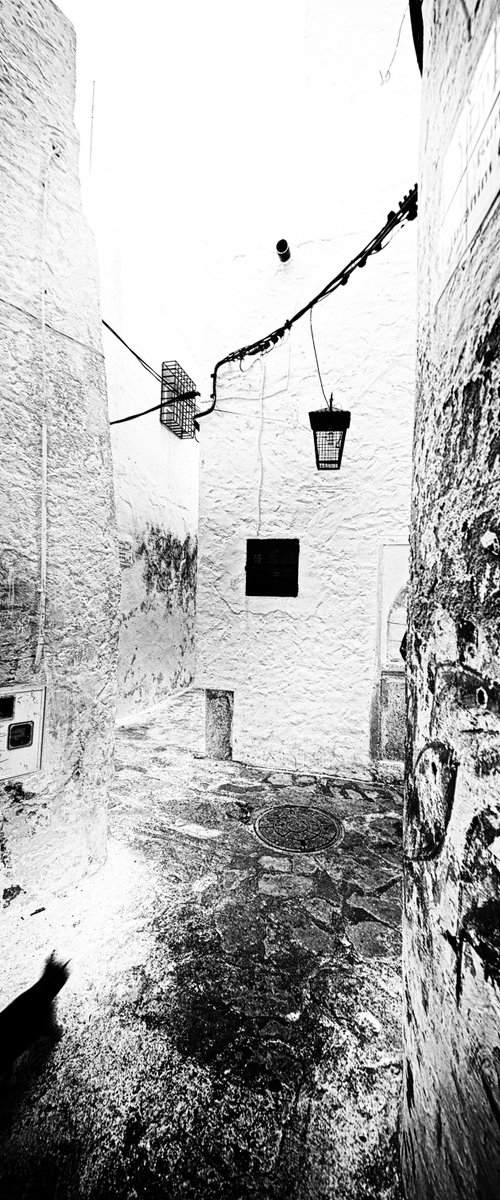 Stray cat crawling through Hammamet Medina by Christian  Schwarz