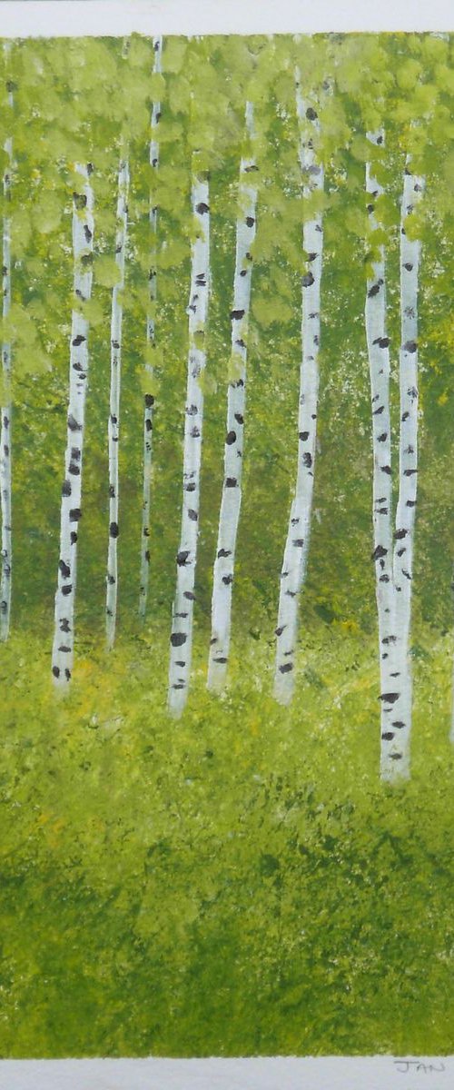 Silver Birch Trees 2 by Jan Rippingham