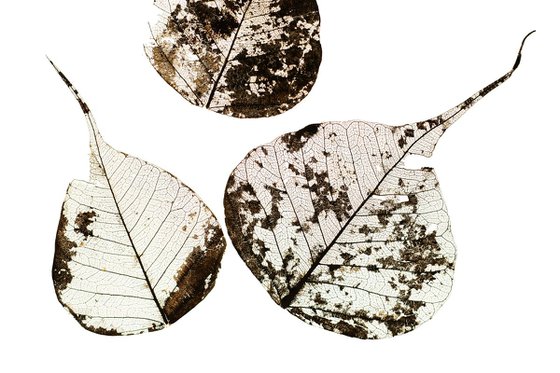 Fallen Leaves #0 | Limited Edition Fine Art Print 1 of 10 | 45 x 30 cm