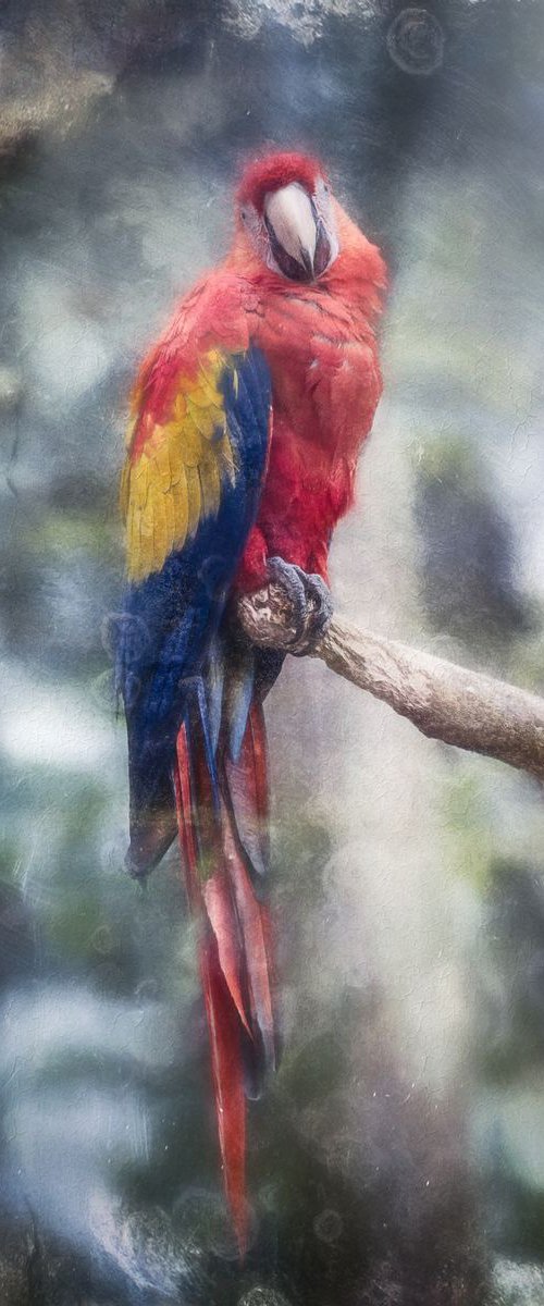 Macaw on its perch by Paul Nash