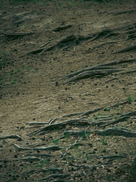 What Holds the Forest