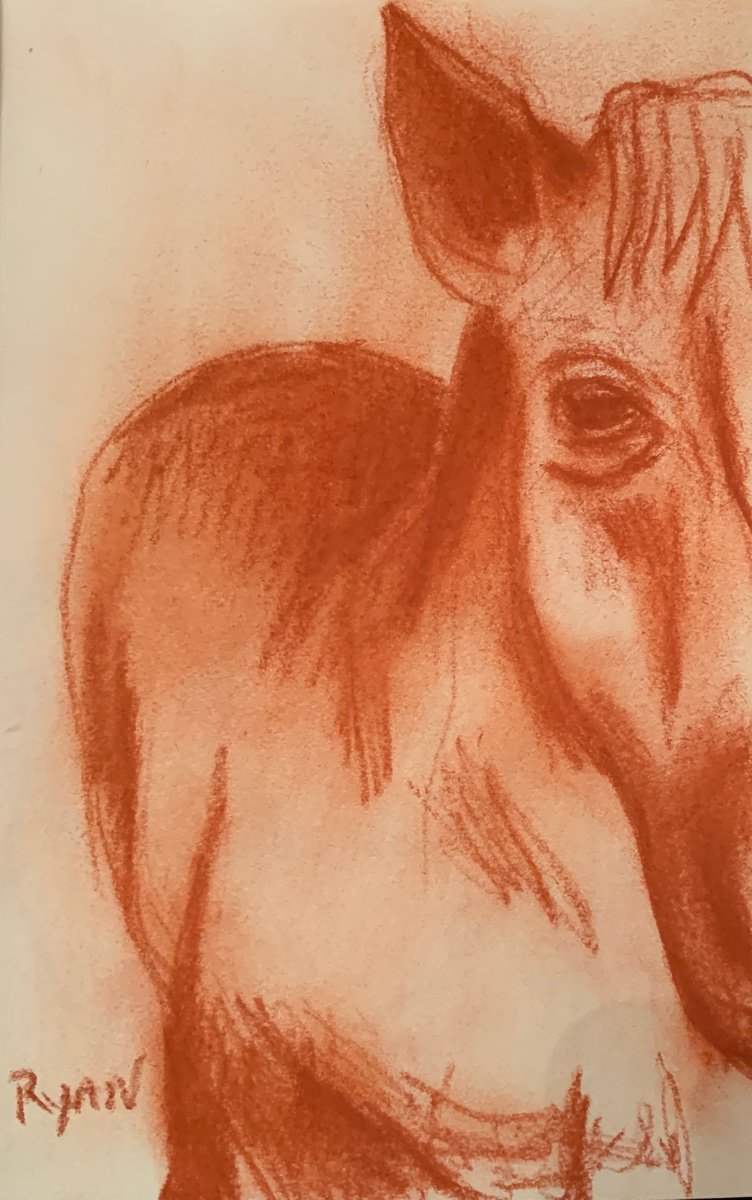 Horse Study - wildlife drawing by Ryan Louder