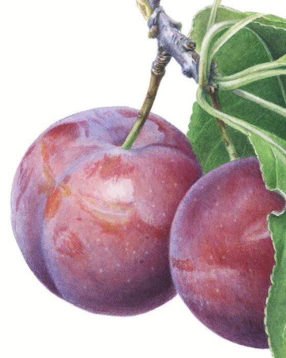 Plums