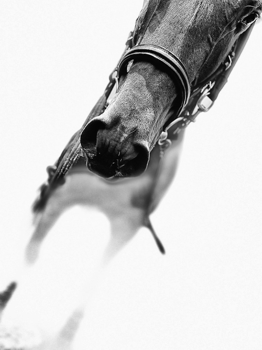 Impressionistic Animal Photograph By Marc Ehrenbold, 40 X 30", Warmblood Charge, Original Artwork