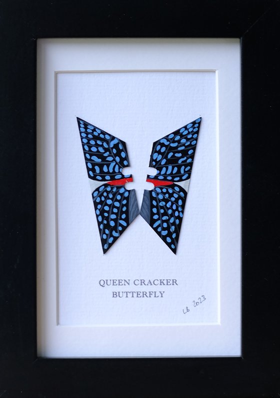 Queen Cracker butterfly