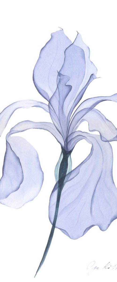 Transparent Iris by Olga Koelsch
