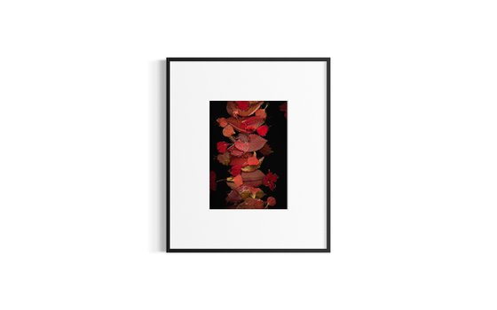 Autumn Leaves, An interplay of red and black