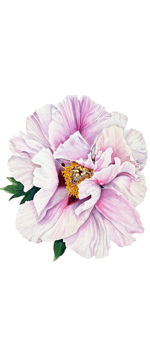 Bashful peony by Tetiana Kovalova