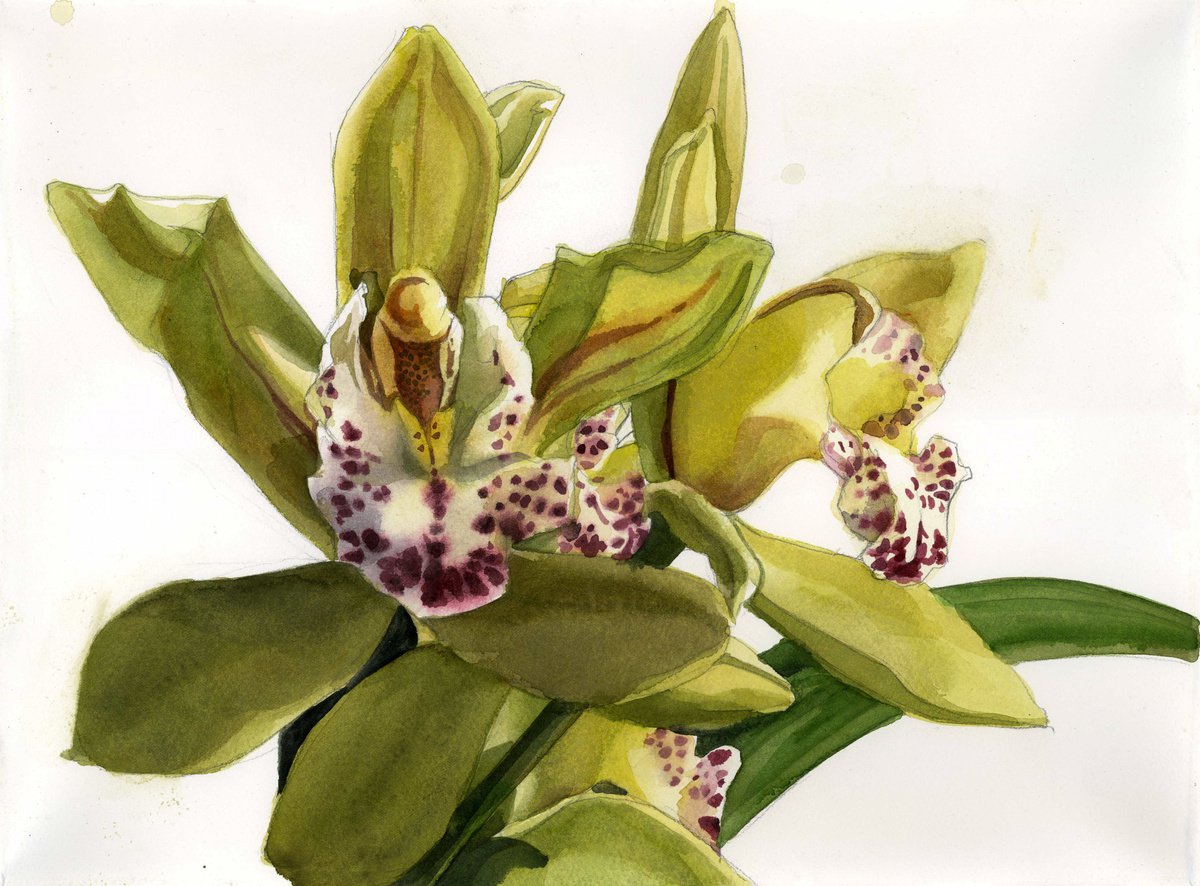 green cymbidium orchid watercolor by Alfred Ng