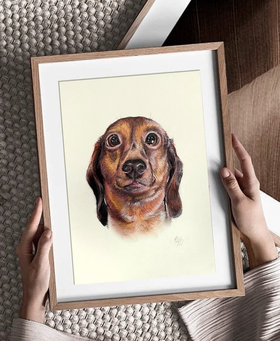 Funny Dachshund Portrait Adorable Pup