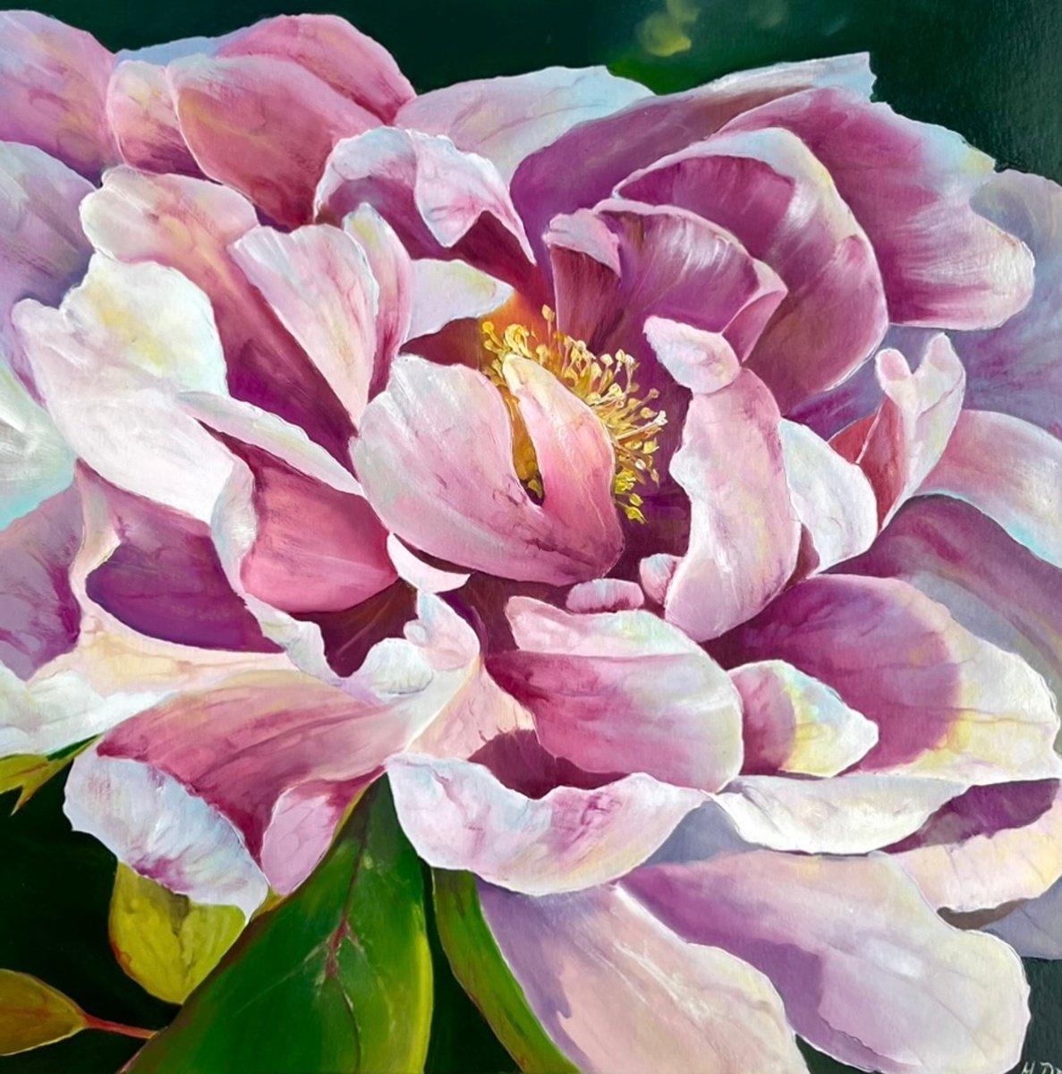 Photorealistic Botanical Oil Painting By Myroslava Denysyuk, 12 X 12", Pink Peony, Original Artwork