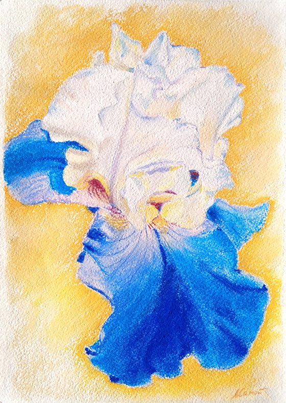 Blue and white iris