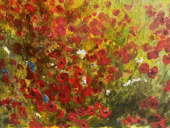 Poppy Fields Mid Summer