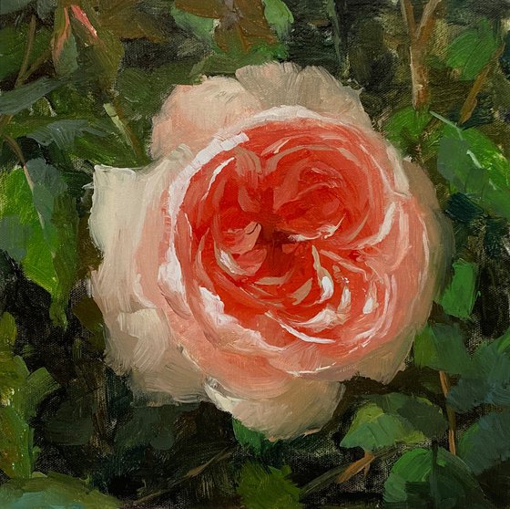 Rose Beauty #7