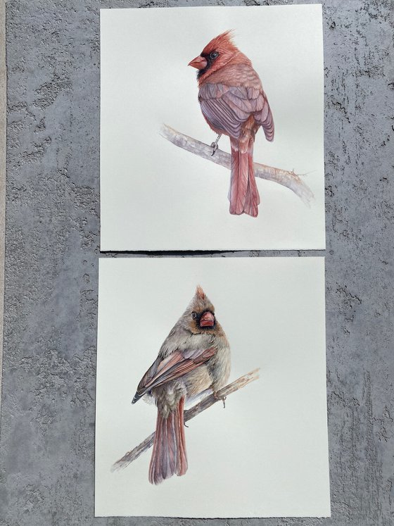 Cardinal lady