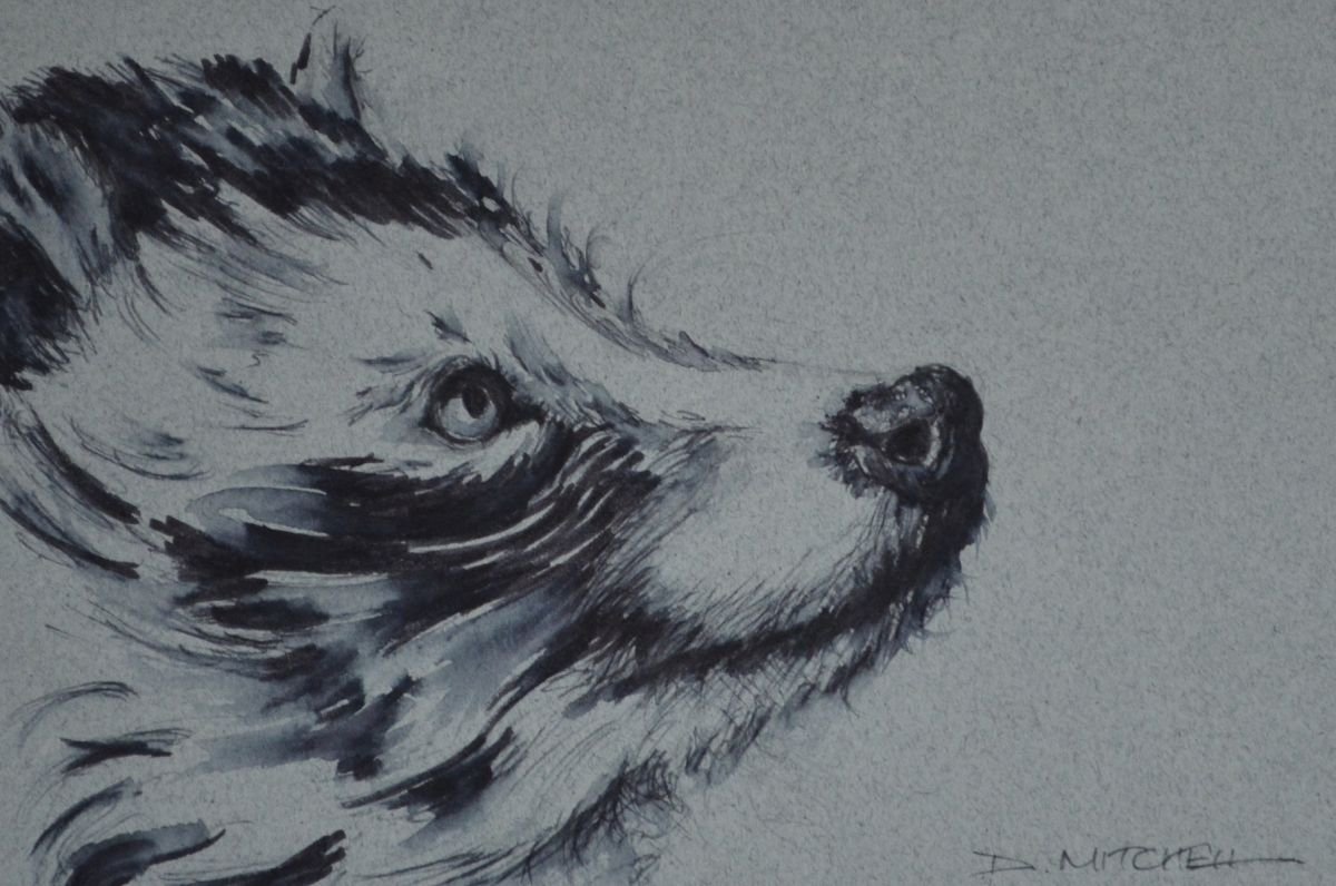 Racoon Dog Ink Sketch by Denise Mitchell
