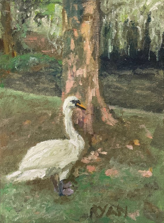 Swan In The Park