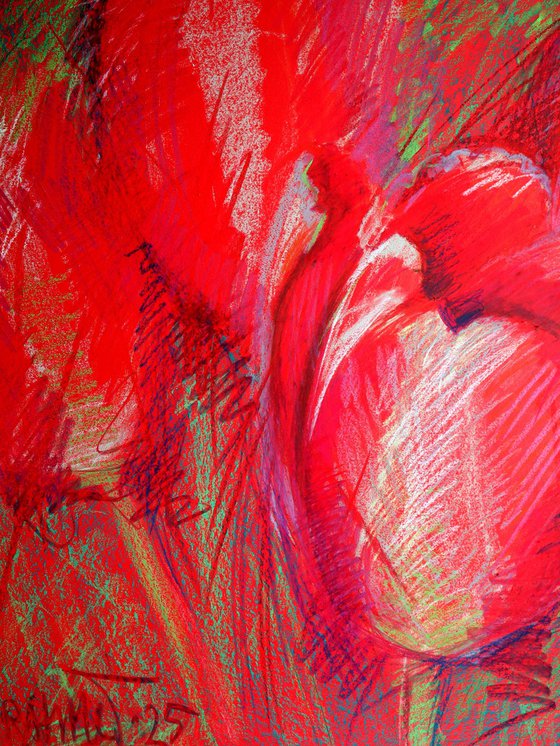 Tulips Red