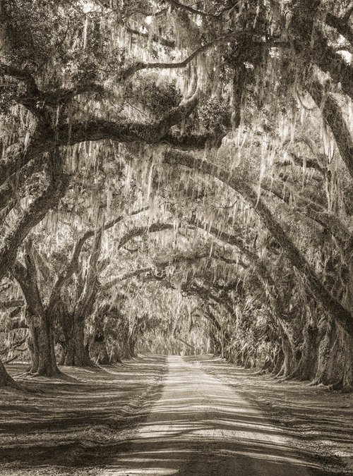 WHISPERS BENEATH THE CANOPY by Harv Greenberg