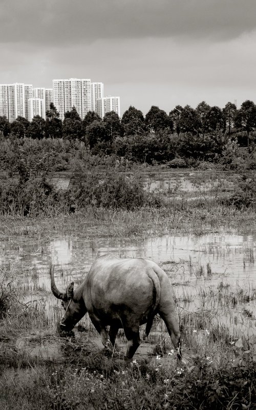 Urban Water Buffalo II by Serge Horta