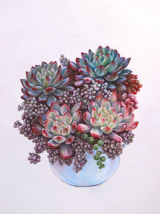 Succulents composition