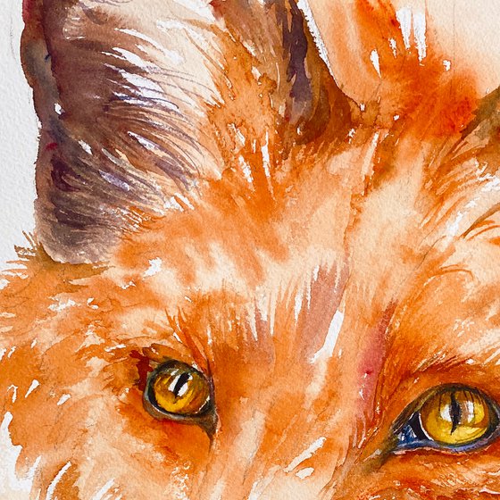 Red Fox Renne