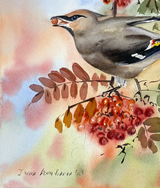 Waxwing on Rowan Branch