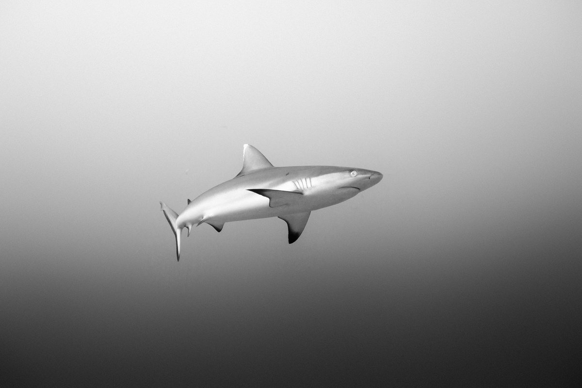 Shark by 27MM