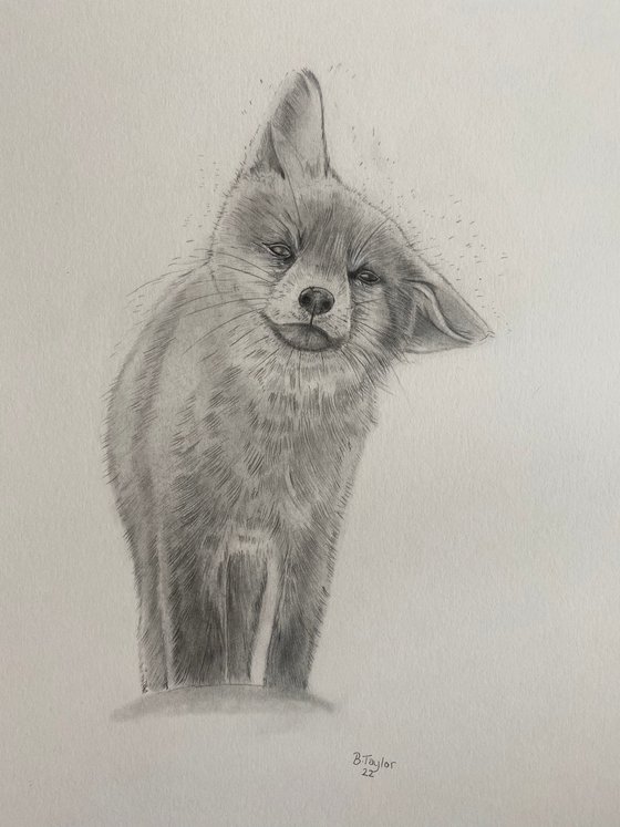 The wet fox