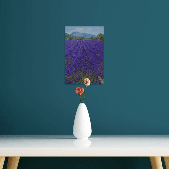 Field of lavande in Provence