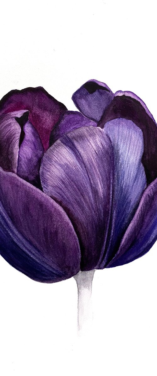 Violet tulip by Tina Shyfruk