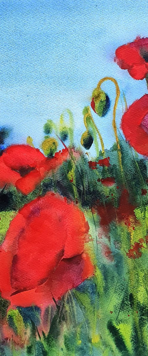 Poppies in a meadow in Bavaria by Natasha Sokolnikova
