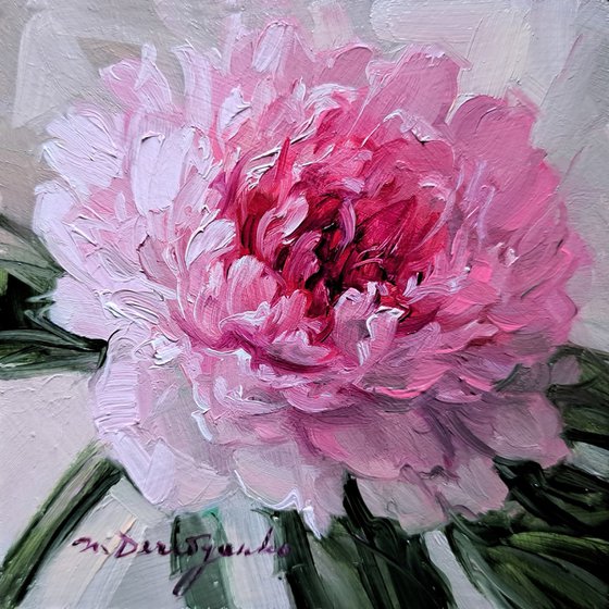 Pink peony