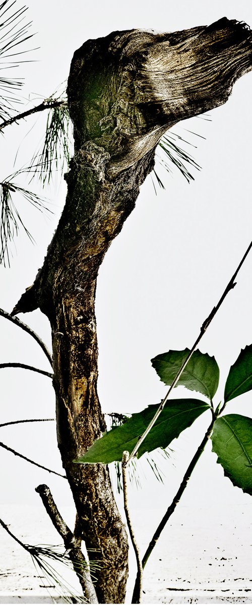 White Light#023-Pine, Aucuba, wisteria vine, tree- by Keiichiro Muramatsu