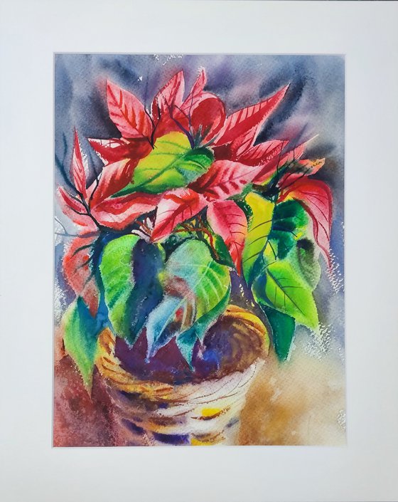 Red Blooming Poinsettia