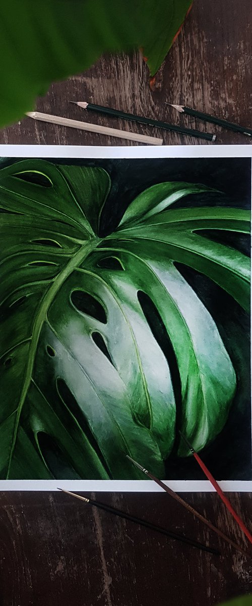 Monstera by Dovydas Bou