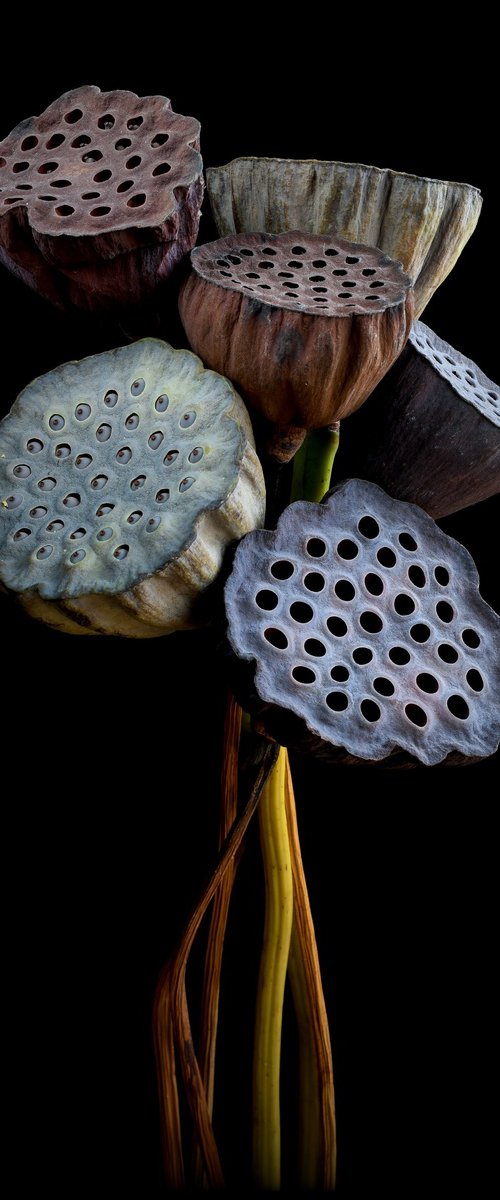 Lotus Pod Bouquet by Nadia Culph