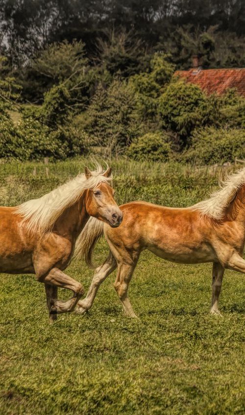 Running Horses by Martin  Fry