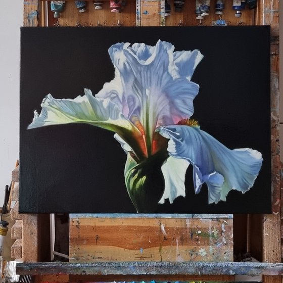 "Morning iris." flowers iris fotorealistic 2021