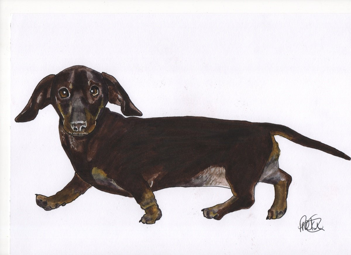 Sausage Dog, Dachshund by Paul Nelson-Esch