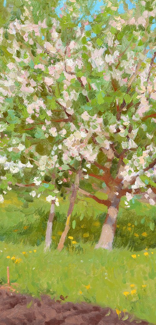 Apple tree bloom by Alexey Pleshkov