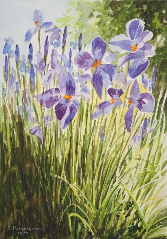 Irises. Watercolor painting. Floral Art.