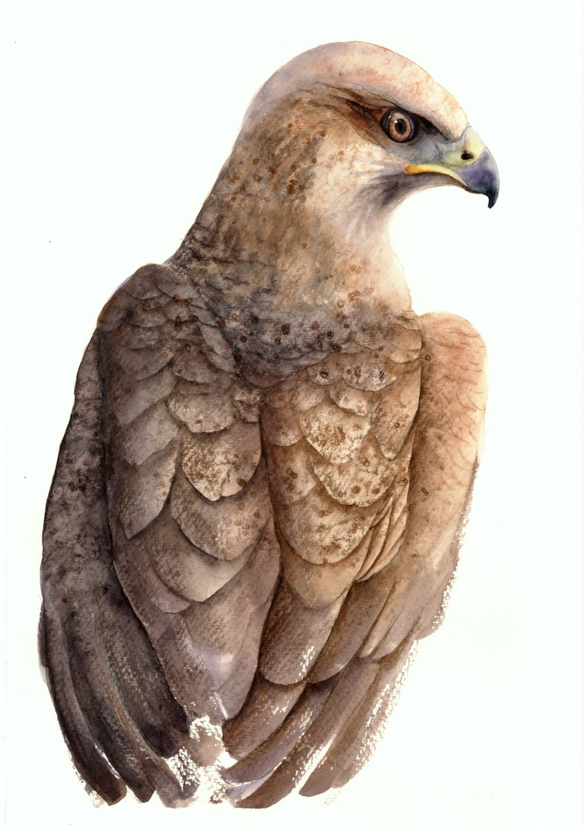 Photorealistic Animal Watercolour By Tetiana Savchenko, 13 X 17", Buzzard