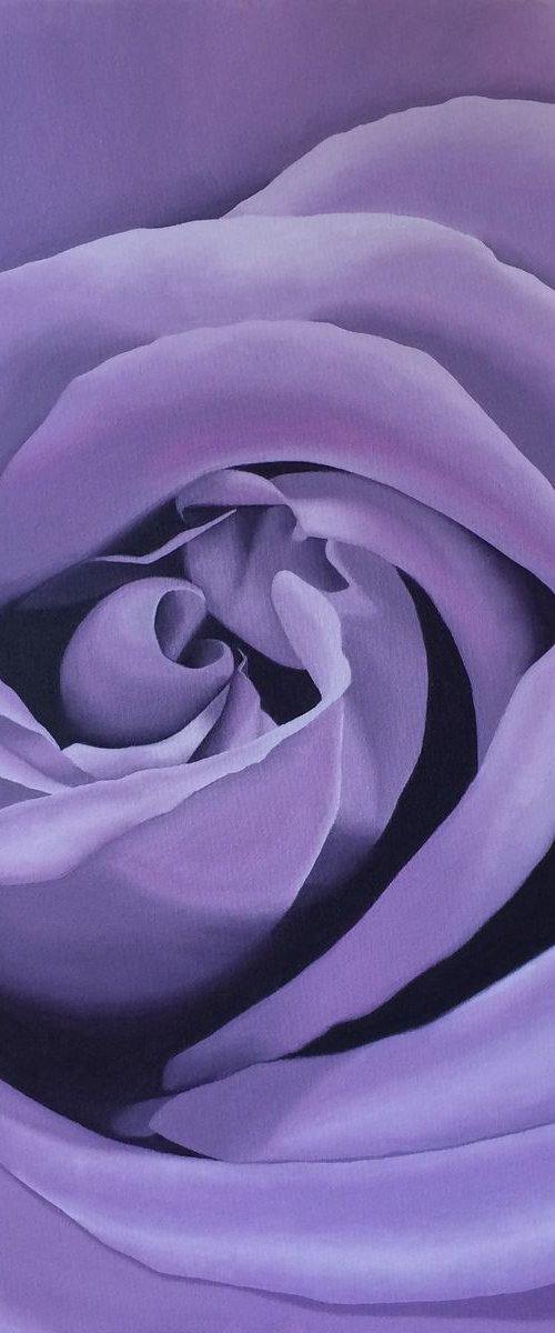 Lilac Rose by Jill Ann Harper