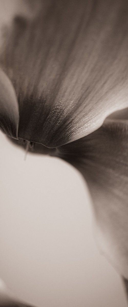 Cyclamen III by Cornelia Weber