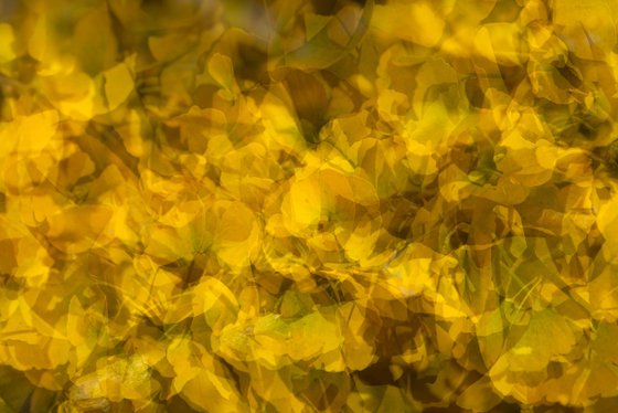Gingko 3